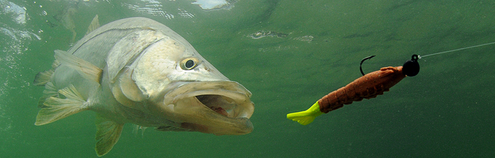 Snook Fishing Sanibel