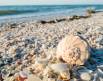 Shelling on Sanibel Island